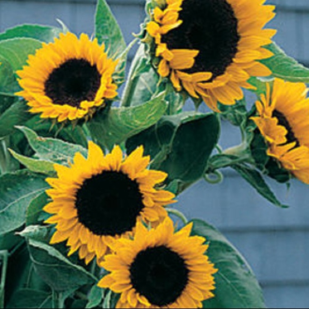 Meet your Posher, Kelley